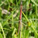 Sympetrum pedemontanum in-cop.jpg